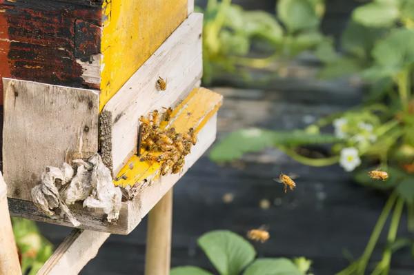 小時候捅過的馬蜂窩,沒想到是一味治病救人的良藥 小時候捅過的馬蜂窩,沒想到是一味治病救人的良藥