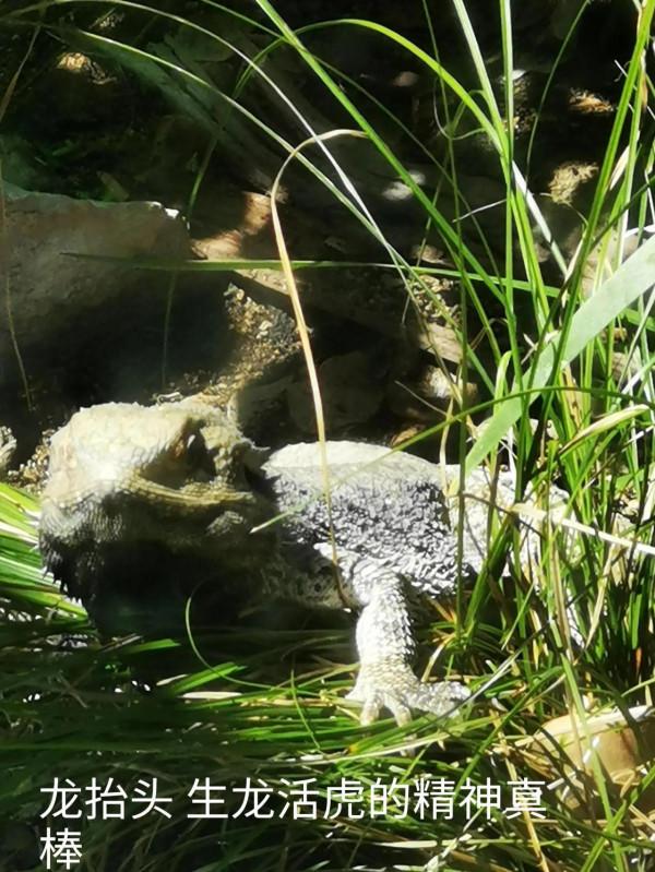 奧克蘭動物園一日遊