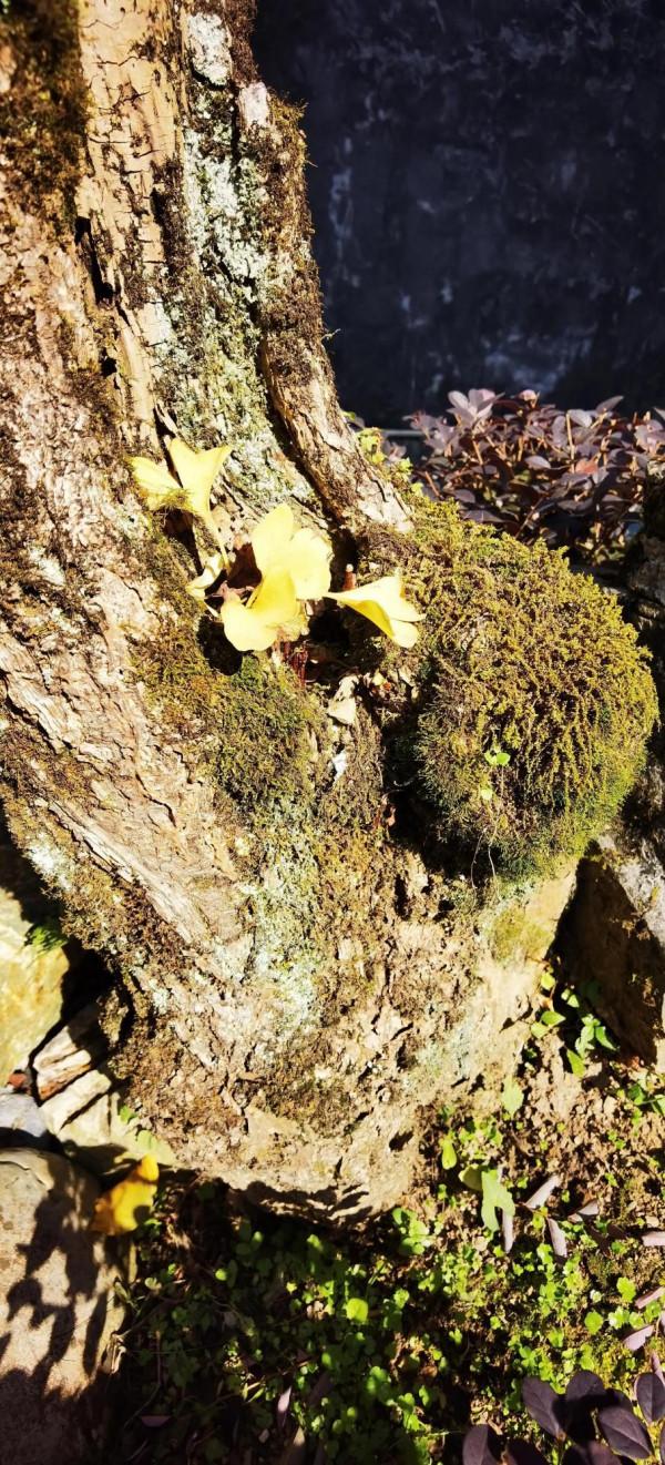 第一次遊“十八洞村”,先被矮寨大橋震撼啦 第一次遊“十八洞村”,先被矮寨大橋震撼啦