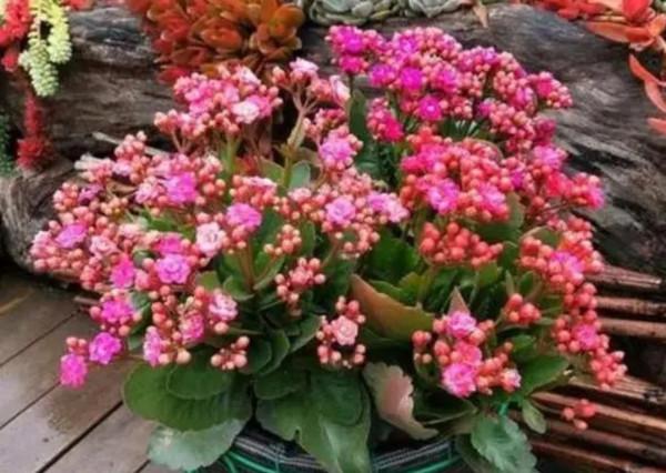 5種漂亮花，冬天放在陽光下養，春天長得旺，開花多