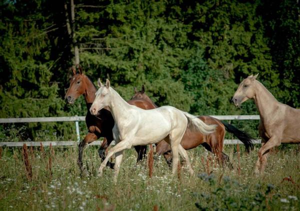 現代的千里馬阿哈爾捷金馬，也是最值錢的馬，一匹價格可達1千萬