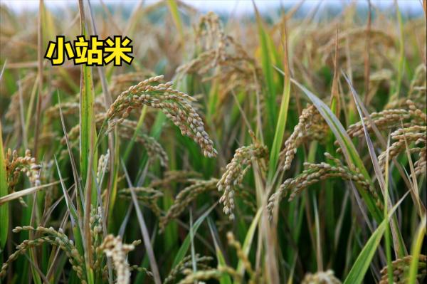 中國的12大優質大米，你吃過其中的幾種？你家鄉的米榜上有名嗎？