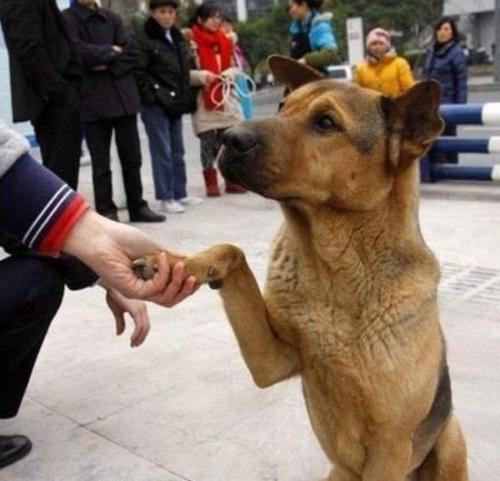 狗界最有“靈性”的6種狗,你對它的好,會銘記一生 狗界最有“靈性”的6種狗,你對它的好,會銘記一生