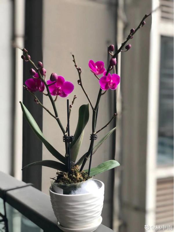 能開大半年的&OpenCurlyDoubleQuote;蝴蝶花&rdquo;，皮實耐陰好養活，養在家裡喜慶熱鬧