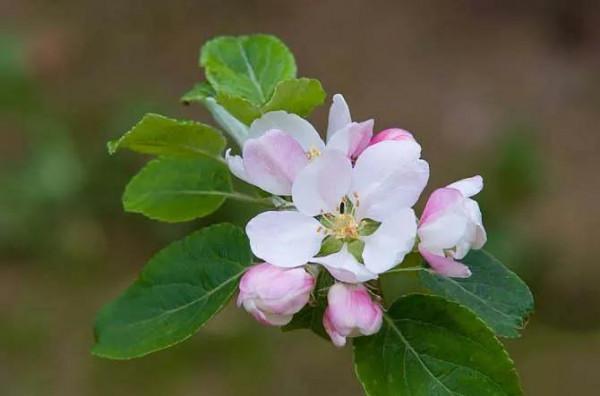 春日繁花圖鑑，帶你觀賞春季常見花卉，愛花的你還不來看看？