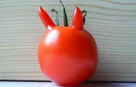 來自植物世界的精靈