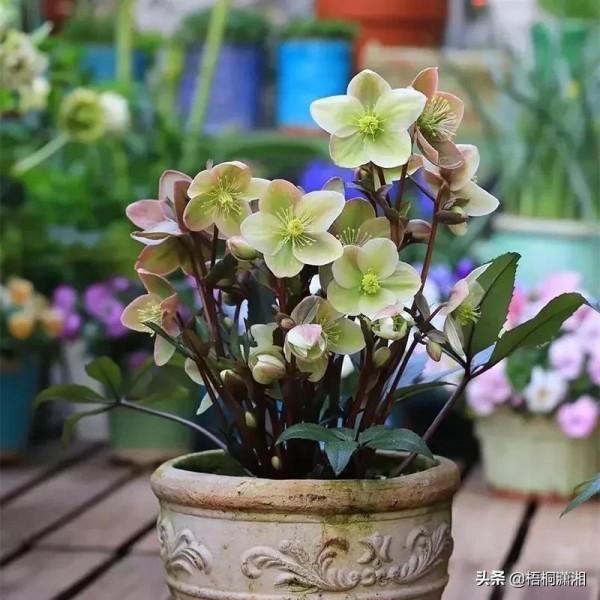 那些被名字耽誤了的極品花卉 那些被名字耽誤了的極品花卉