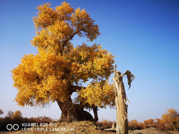 曾經無條件地拜倒在胡楊林的“腳”下