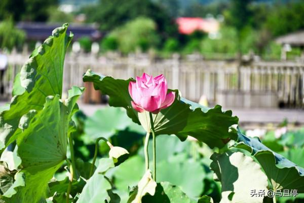 打卡1000多年古縣,集人文自然雙重景色,福建人的避暑勝地之一 打卡1000多年古縣,集人文自然雙重景色,福建人的避暑勝地之一