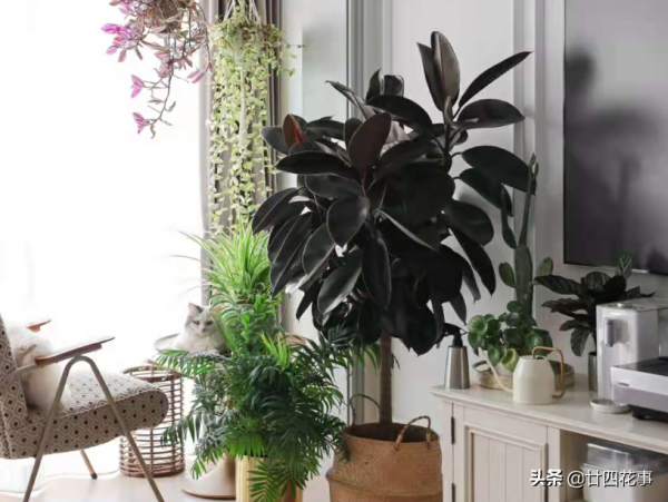 適合客廳養的4種花，壽命長寓意好，大氣有格調，養護很簡單