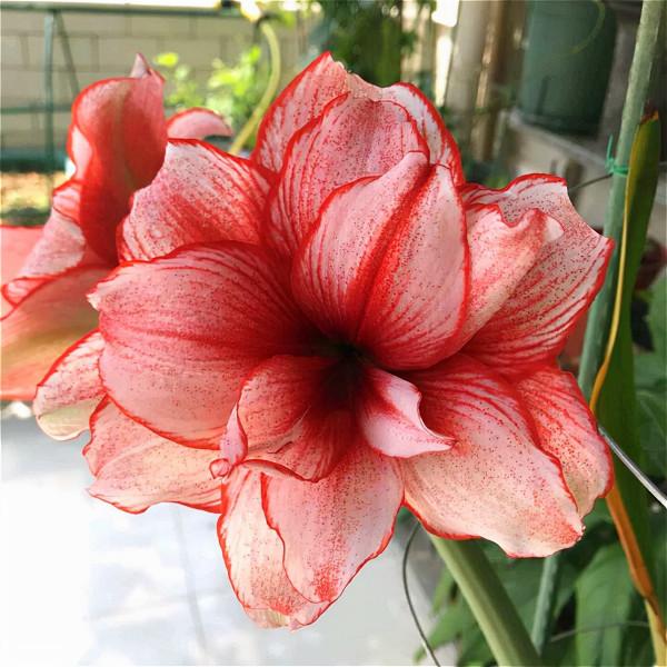 九種洋氣花，名字很“難聽”，建議別嫌棄，養好了也能美出天際