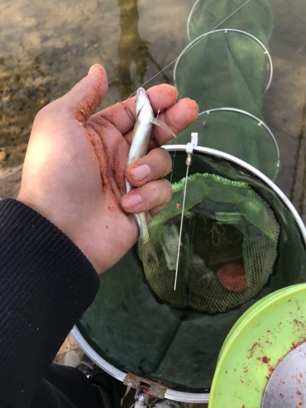 「十週年」秋冬野河垂釣,技巧方法要掌握,今日鯽魚連竿浮漂棄河 「十週年」秋冬野河垂釣,技巧方法要掌握,今日鯽魚連竿浮漂棄河