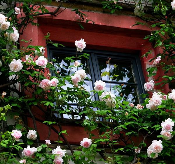 花園式窗臺，美得不像話，趕緊收藏起來