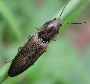 中國常見動植物(動物篇五)
