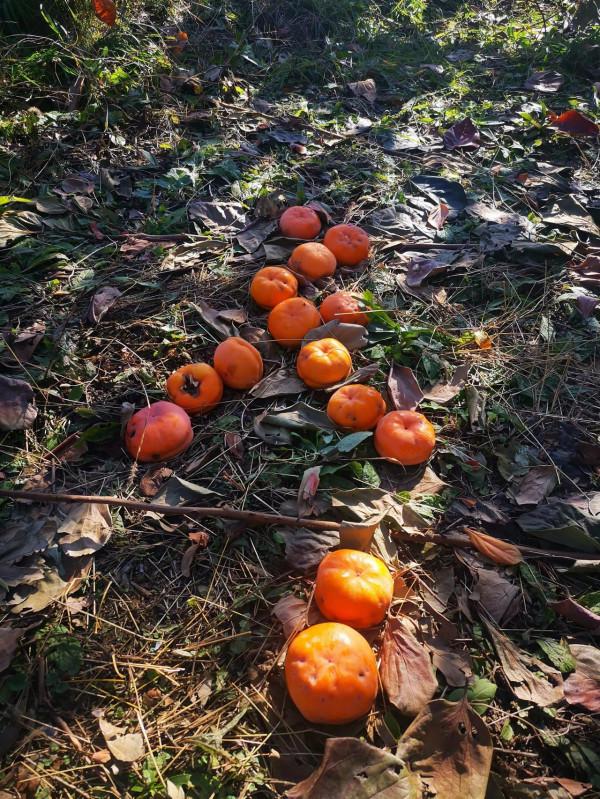 再到神星鎮柿子溝 再到神星鎮柿子溝