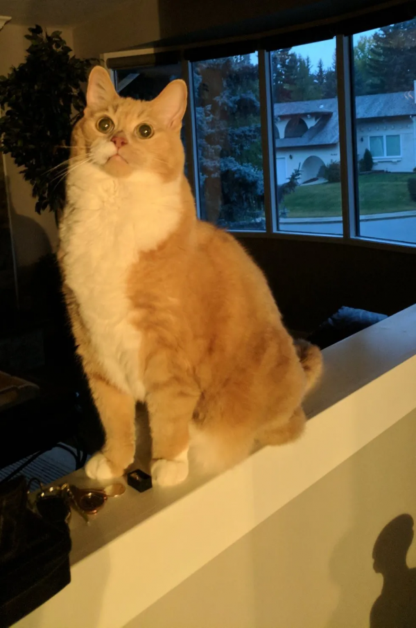 把貓咪喂胖,然後遺棄,這些人是在變相虐待寵物嗎? 把貓咪喂胖,然後遺棄,這些人是在變相虐待寵物嗎?