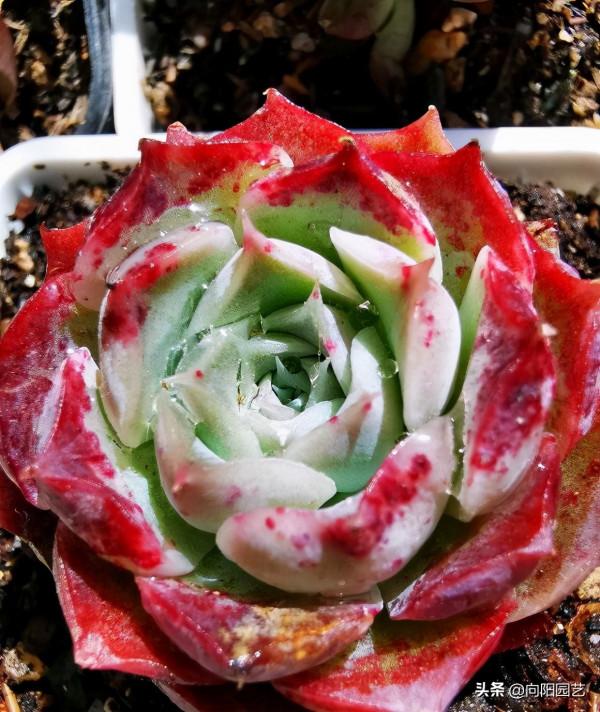 封閉陽臺養多肉，養出好狀態，補光燈必不可少，否則就是白菜色