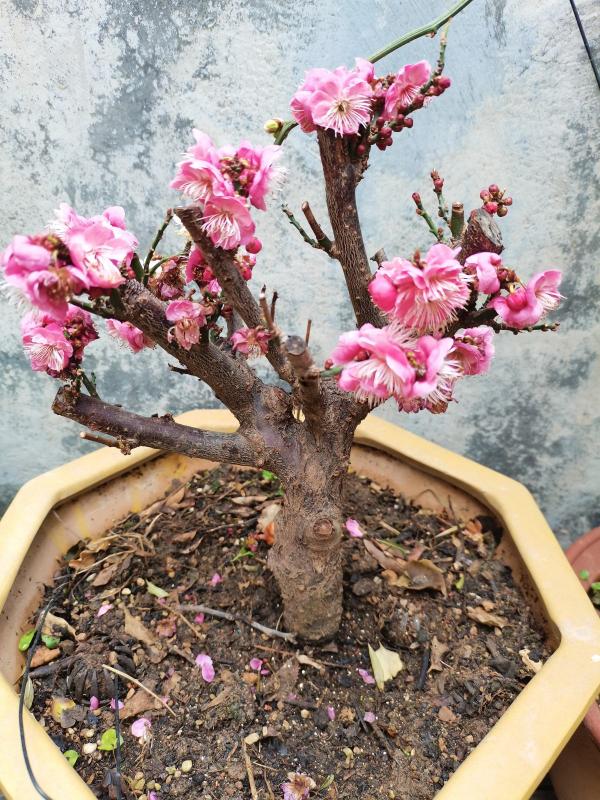 6種植物,就因為諧音不好,父母不惜和我大吵一架 6種植物,就因為諧音不好,父母不惜和我大吵一架