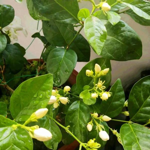 這些香噴噴的漂亮花，室內放兩盆，滿屋飄香，讓人更舒服