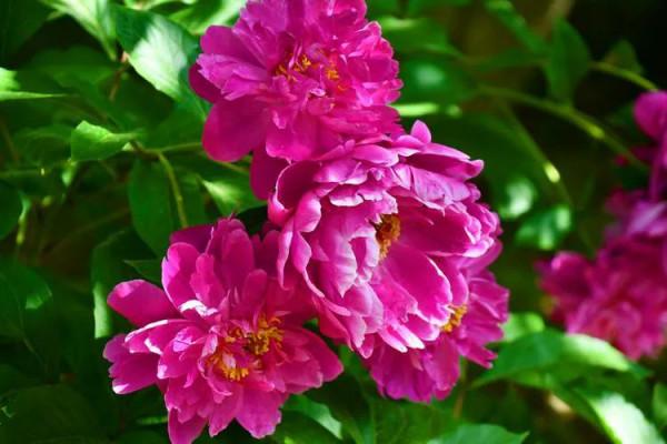 花多多2號和磷酸二氫鉀,統稱為“促花神器”,哪一種更好? 花多多2號和磷酸二氫鉀,統稱為“促花神器”,哪一種更好?