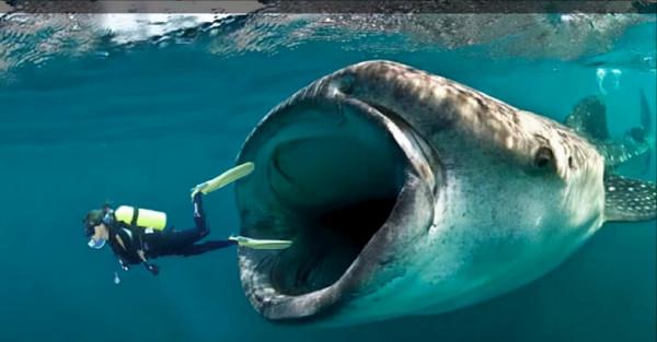 在鯨魚腹中是一種什麼感覺?一個手無寸鐵的人,還有機會逃生嗎? 在鯨魚腹中是一種什麼感覺?一個手無寸鐵的人,還有機會逃生嗎?