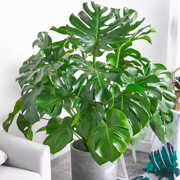 7種健康花，吸廢氣，造氧氣，客廳養一盆，空氣越來越乾淨