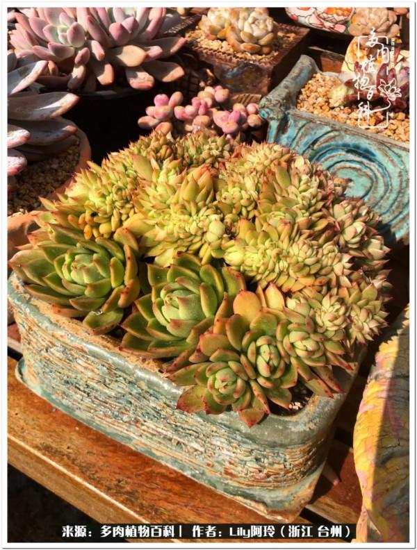 多肉是一個人的狂歡，小城多肉花壇準備出道啦