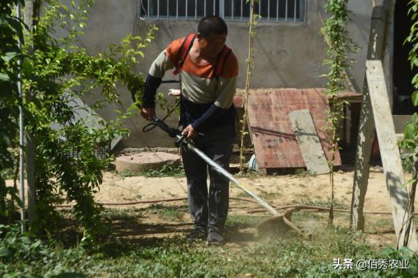 果園除草，農民選擇什麼樣的除草劑，能夠做到不傷樹不傷根？