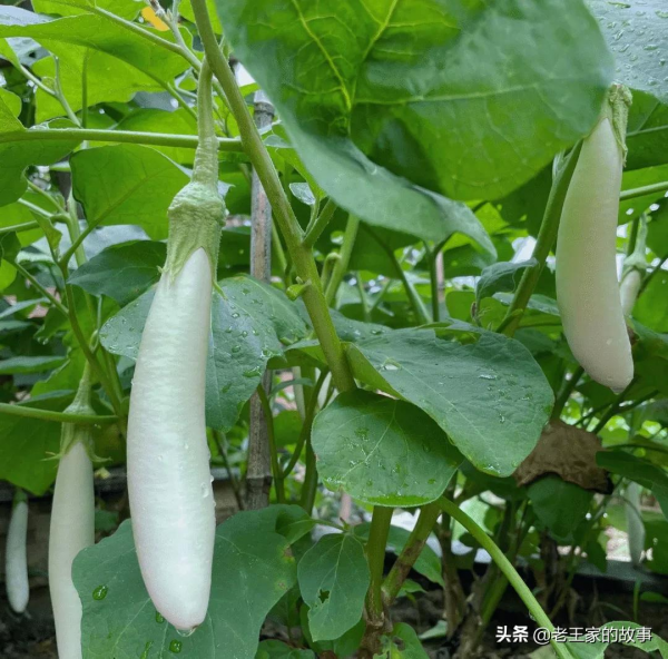 自打張馨予痴迷種菜當“農婦”後，自己家的院子，居然火了