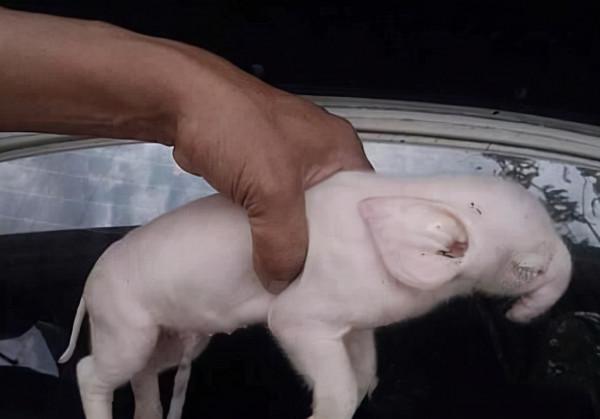 豬生象是真的？母豬生的豬崽鼻子長在額頭上，6釐米長才一個孔