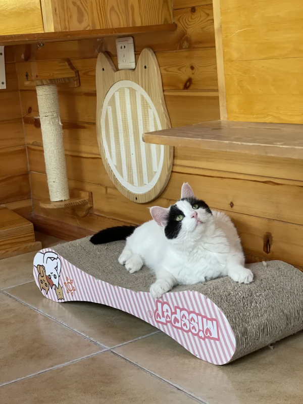 我是大阿寶，不是大熊貓