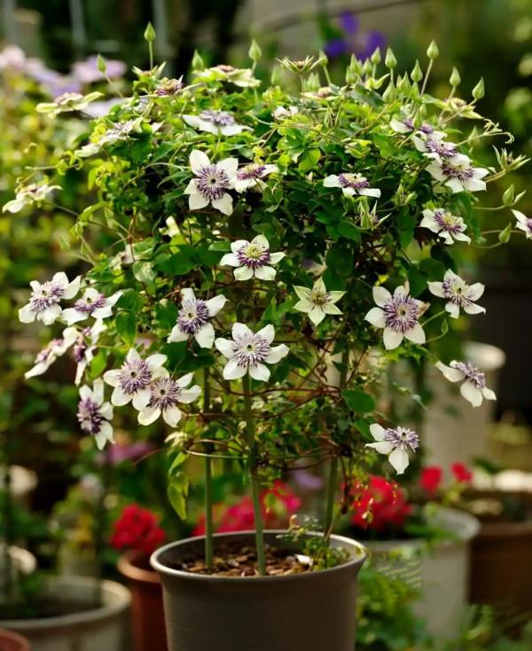 “27種”耐寒的花，好養不怕冷，低溫也能開花