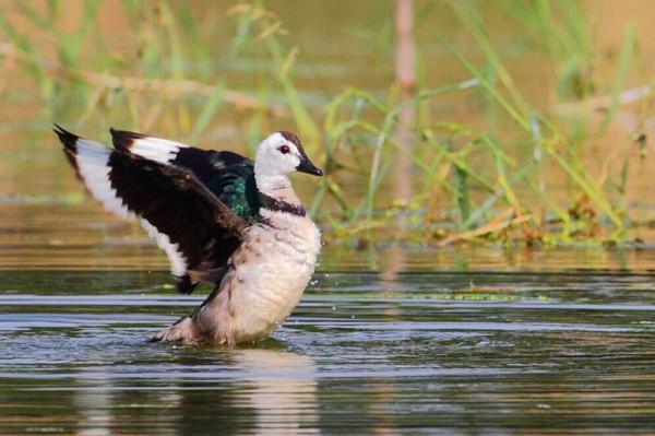 海南冬季拍鳥忙 海南冬季拍鳥忙