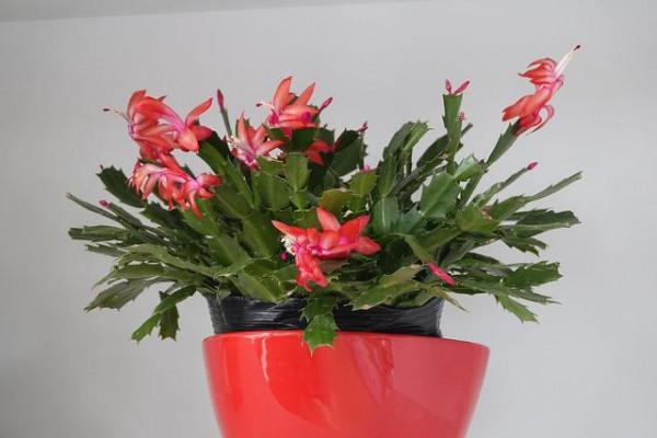 3種很受追捧的“年宵花”，被花友們當作寶，卻不適合“臥室養”