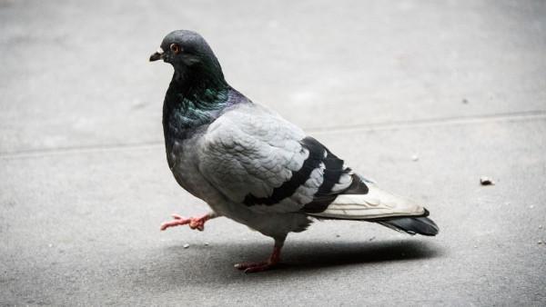 志願軍隱瞞了真相，美軍41年後才發現被騙，情報戰何以結束戰爭？