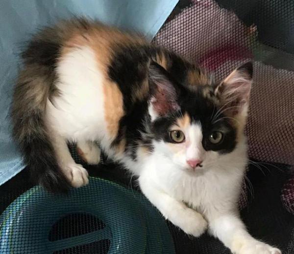 小貓在花圃中“哭泣”,大叔看它可憐出手,三個月後,才知撿到寶 小貓在花圃中“哭泣”,大叔看它可憐出手,三個月後,才知撿到寶