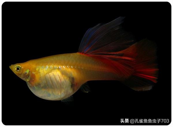 別人養的孔雀魚4個月都能繁殖了，而我養的6個月了，還這麼小啊？