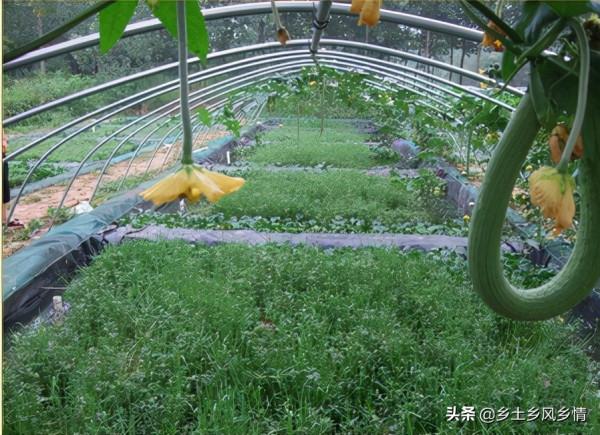 庭院生態養黃鱔新技術