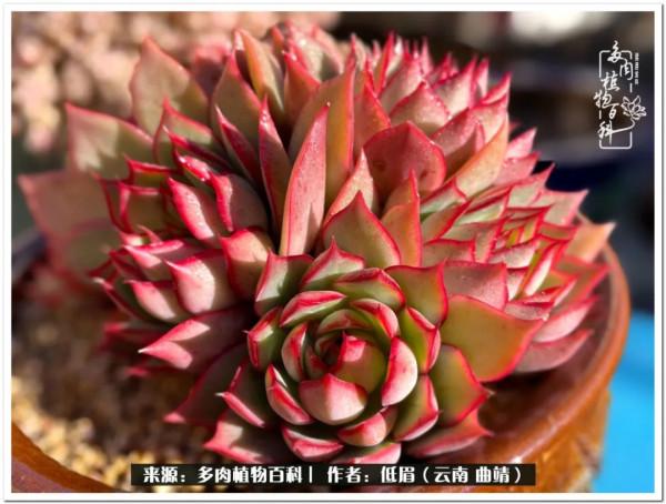 溫暖的多肉微語，陪你度過寒冷的聖誕平安夜！（2021）