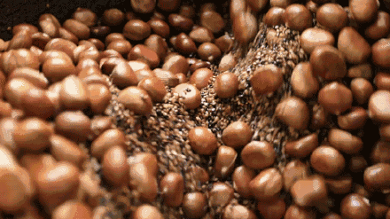 10個板栗熱量頂1碗飯 吃太多可能更易長胖