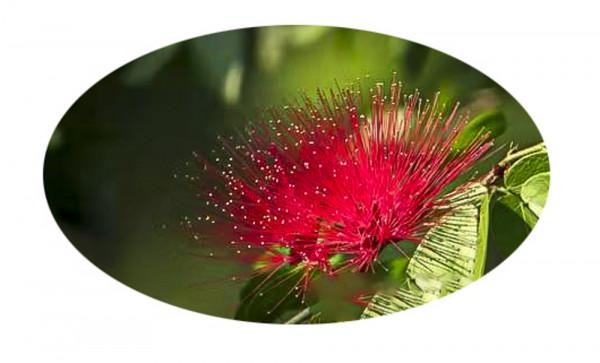 合歡花綻妍 合歡花綻妍