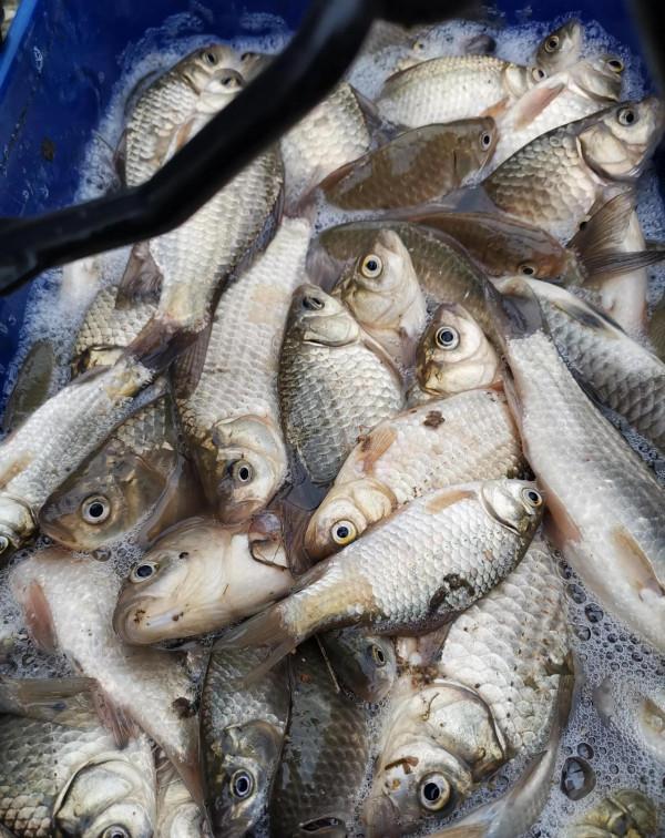 雨天釣魚不給力,果斷換地方,終於小爆護 雨天釣魚不給力,果斷換地方,終於小爆護