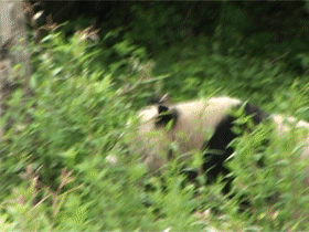 出沒於秦嶺的野生熊貓，是山中帶毛修行的真隱士