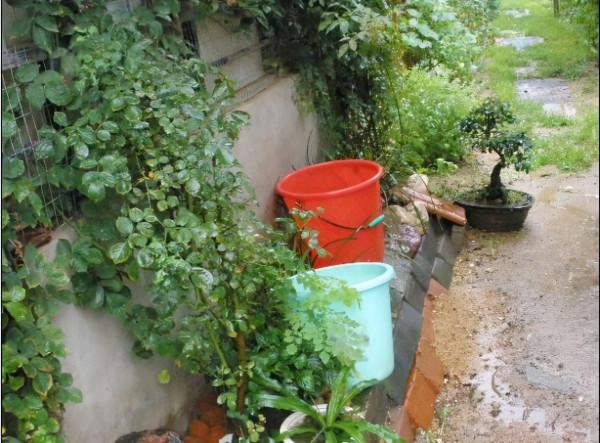 澆花用雨水、池塘水,還是自來水?內行人說完,才發現都叫錯了 澆花用雨水、池塘水,還是自來水?內行人說完,才發現都叫錯了