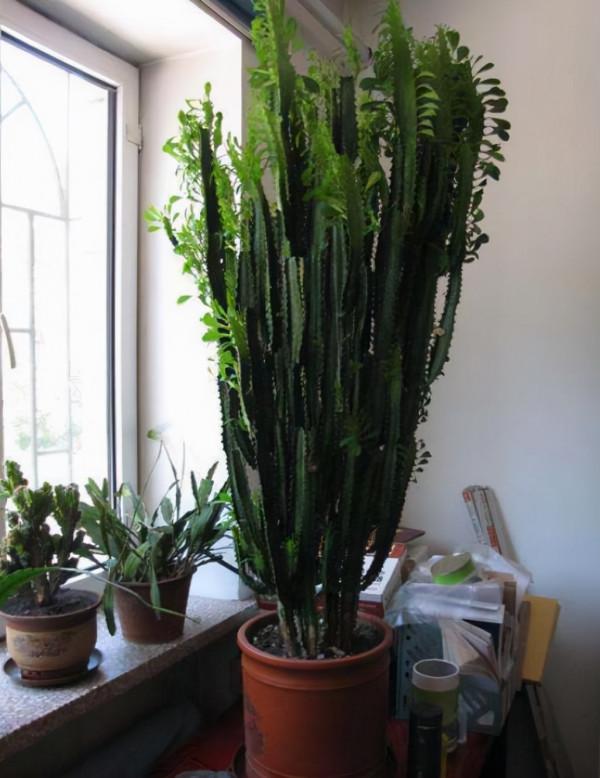 11種“吉祥花”，“窮養”才養得好，用小盆少澆水，反而旺得很