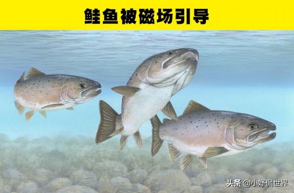 動物冷知識:足以讓人類羨慕的7種動物的特殊能力 動物冷知識:足以讓人類羨慕的7種動物的特殊能力