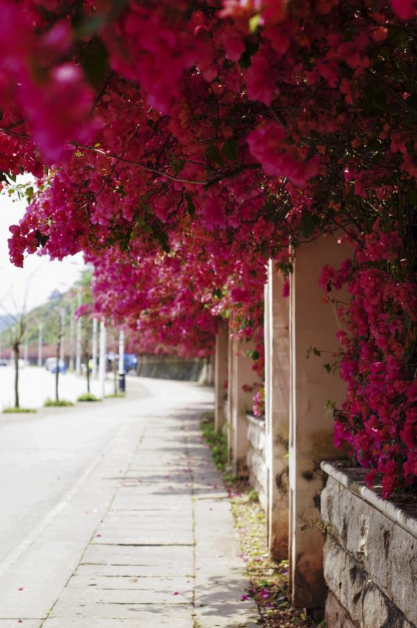 100種常見植物圖鑑,出門識花不再難,適合給小孩子做科普範文 100種常見植物圖鑑,出門識花不再難,適合給小孩子做科普範文