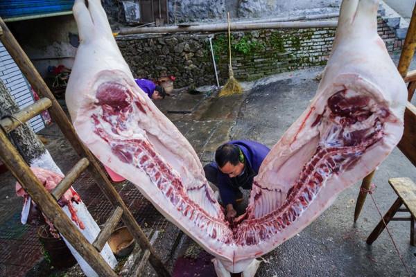 年豬叫，春節到