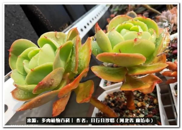 多肉的前世今生——論那些多肉的變化