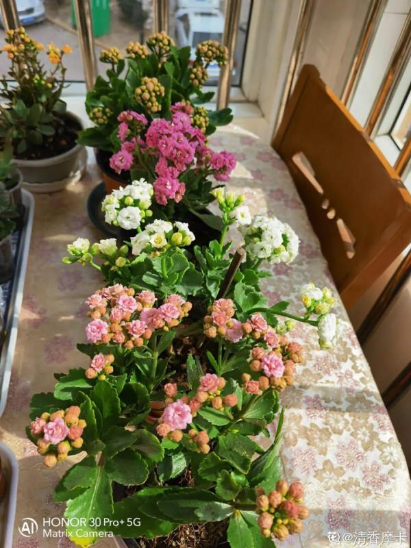 6種花，二月底快扦插，十幾天就生根